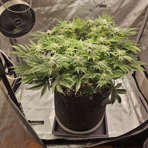 Orange Creamsicle X Hella Jelly growlog timeline photo