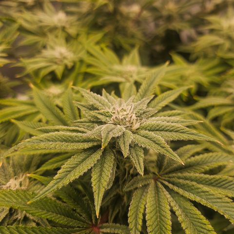 Orange Creamsicle X Hella Jelly growlog timeline photo