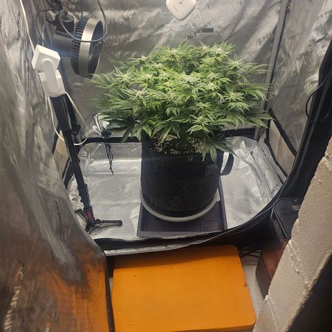 Orange Creamsicle X Hella Jelly growlog timeline photo