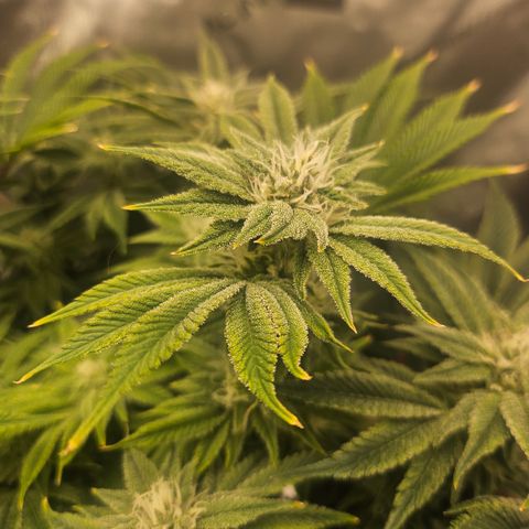 Orange Creamsicle X Hella Jelly growlog timeline photo