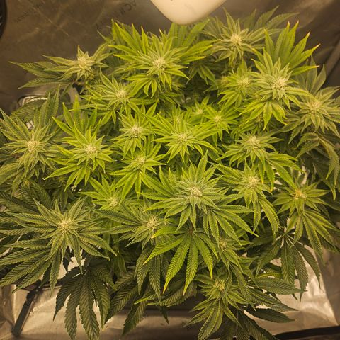 Orange Creamsicle X Hella Jelly growlog timeline photo