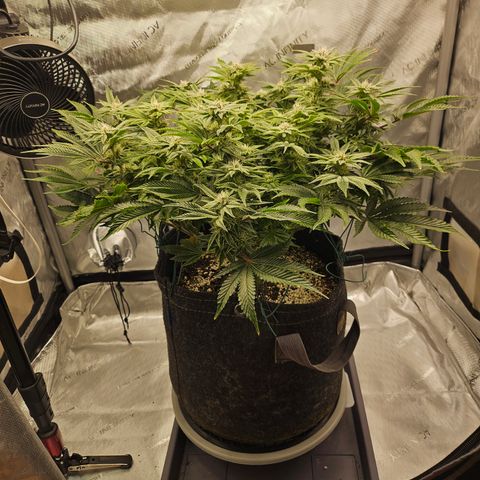 Orange Creamsicle X Hella Jelly growlog timeline photo