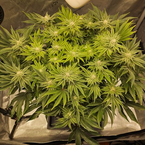 Orange Creamsicle X Hella Jelly growlog timeline photo