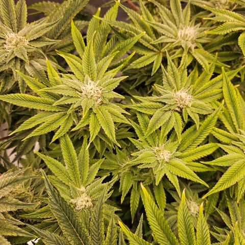 Orange Creamsicle X Hella Jelly growlog timeline photo