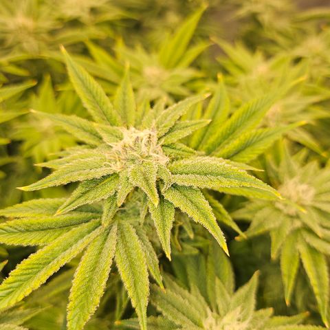 Orange Creamsicle X Hella Jelly growlog timeline photo