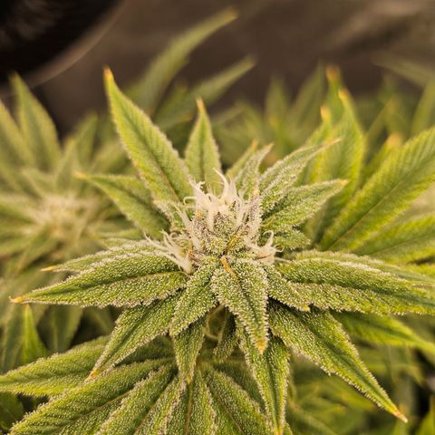 Orange Creamsicle X Hella Jelly growlog timeline photo
