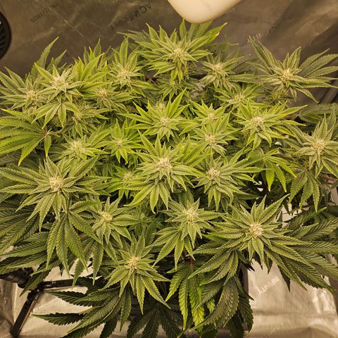 Orange Creamsicle X Hella Jelly growlog timeline photo