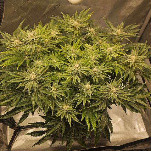 Orange Creamsicle X Hella Jelly growlog timeline photo