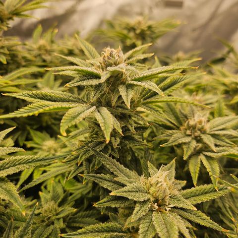 Orange Creamsicle X Hella Jelly growlog timeline photo