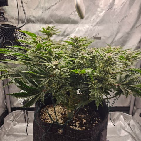 Orange Creamsicle X Hella Jelly growlog timeline photo