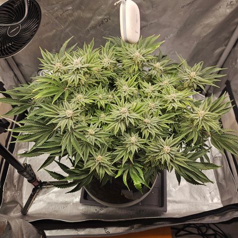 Orange Creamsicle X Hella Jelly growlog timeline photo
