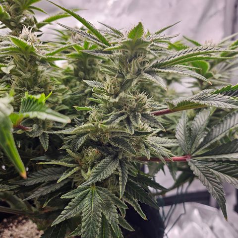 Orange Creamsicle X Hella Jelly growlog timeline photo