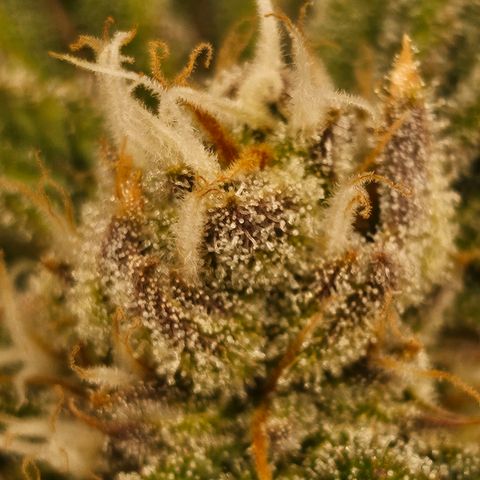 Orange Creamsicle X Hella Jelly growlog timeline photo