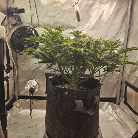 Orange Creamsicle X Hella Jelly growlog timeline photo