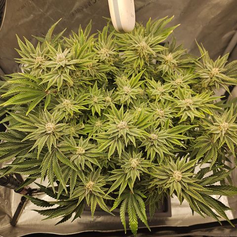 Orange Creamsicle X Hella Jelly growlog timeline photo