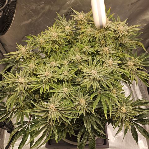 Orange Creamsicle X Hella Jelly growlog timeline photo