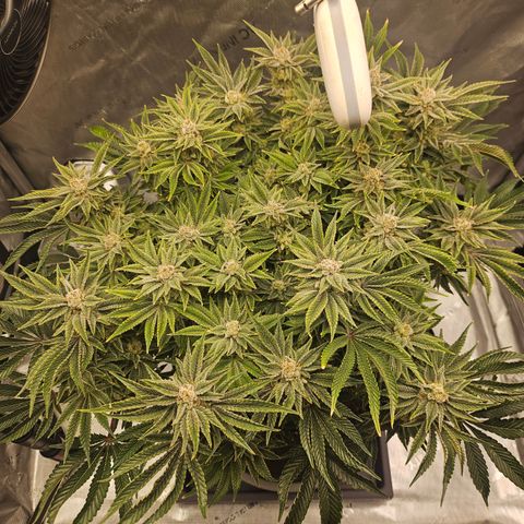 Orange Creamsicle X Hella Jelly growlog timeline photo