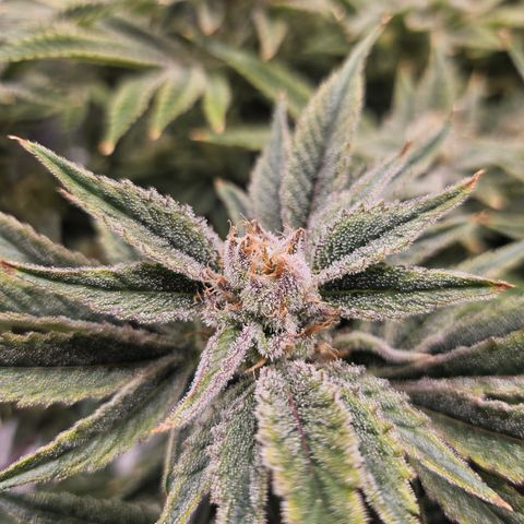 Orange Creamsicle X Hella Jelly growlog timeline photo