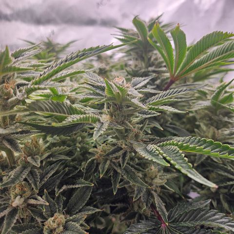 Orange Creamsicle X Hella Jelly growlog timeline photo