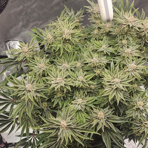 Orange Creamsicle X Hella Jelly growlog timeline photo