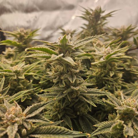 Orange Creamsicle X Hella Jelly growlog timeline photo