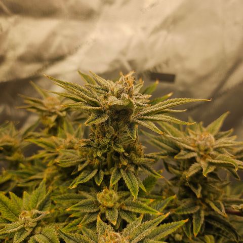 Orange Creamsicle X Hella Jelly growlog timeline photo