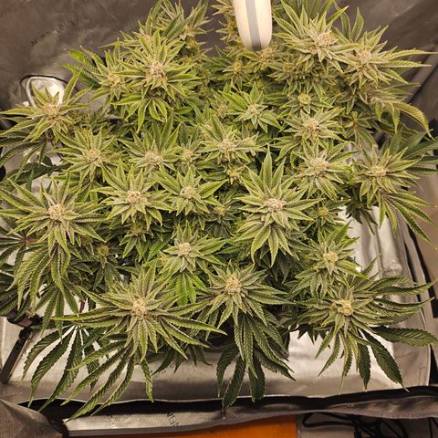 Orange Creamsicle X Hella Jelly growlog timeline photo