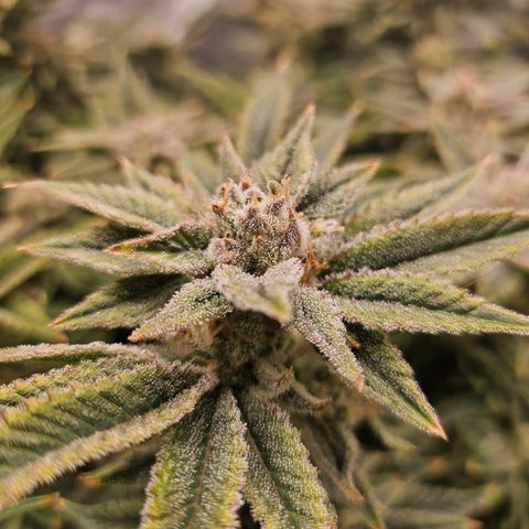 Orange Creamsicle X Hella Jelly growlog timeline photo