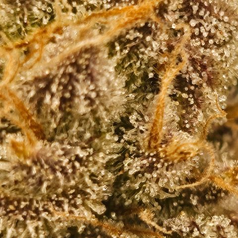 Orange Creamsicle X Hella Jelly growlog timeline photo