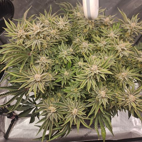 Orange Creamsicle X Hella Jelly growlog timeline photo