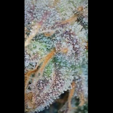 Orange Creamsicle X Hella Jelly growlog timeline photo