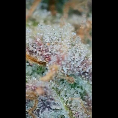 Orange Creamsicle X Hella Jelly growlog timeline photo
