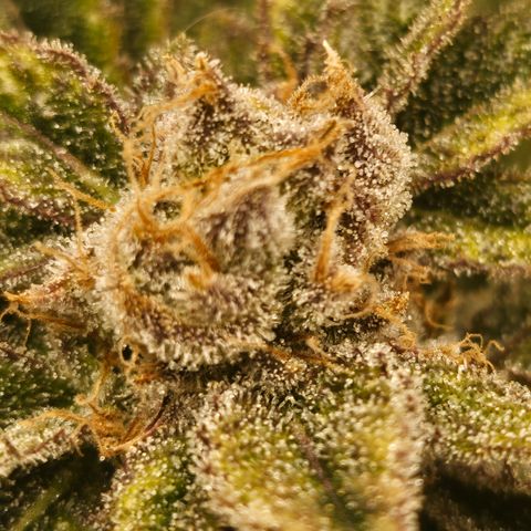 Orange Creamsicle X Hella Jelly growlog timeline photo
