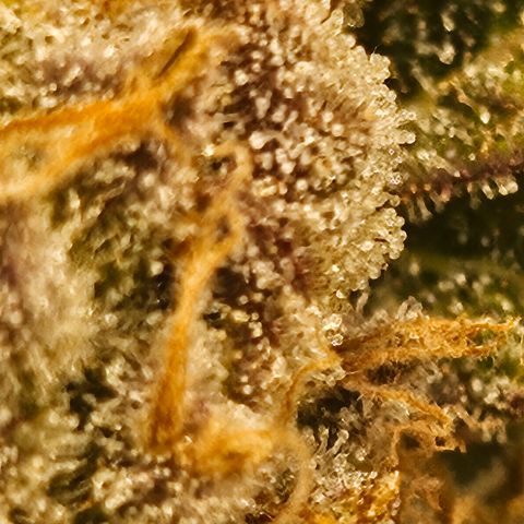 Orange Creamsicle X Hella Jelly growlog timeline photo