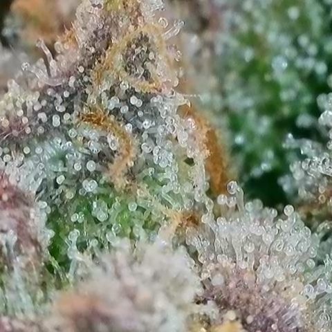 Orange Creamsicle X Hella Jelly growlog timeline photo