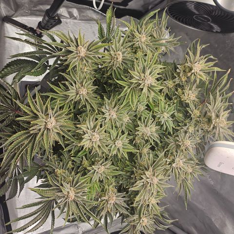 Orange Creamsicle X Hella Jelly growlog timeline photo