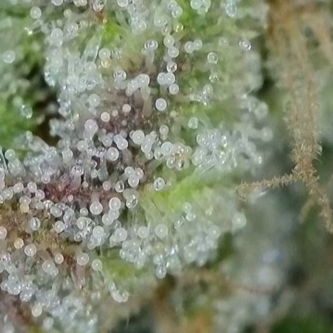 Orange Creamsicle X Hella Jelly growlog timeline photo