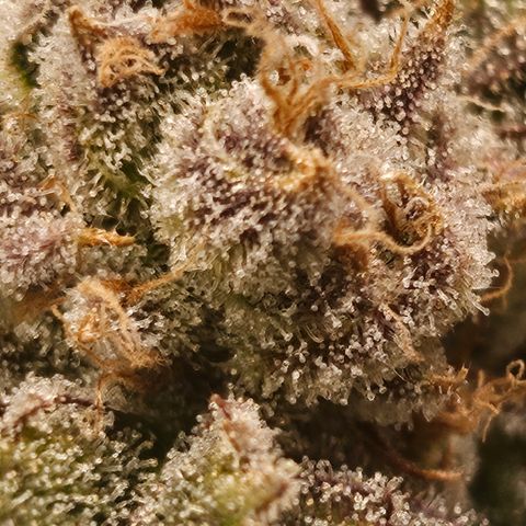 Orange Creamsicle X Hella Jelly growlog timeline photo