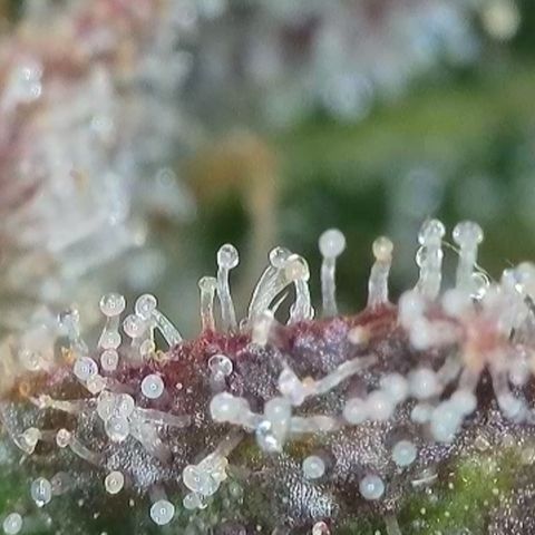 Orange Creamsicle X Hella Jelly growlog timeline photo