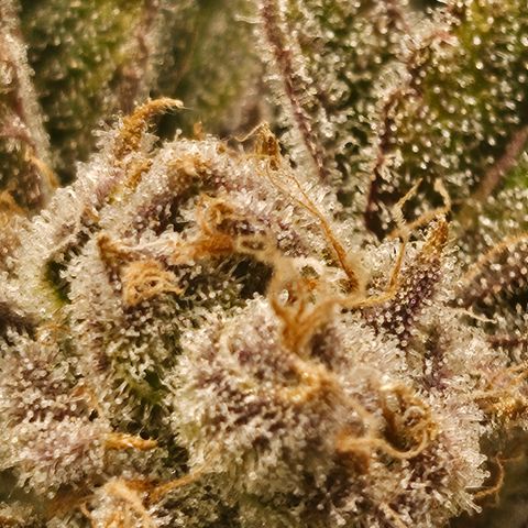 Orange Creamsicle X Hella Jelly growlog timeline photo