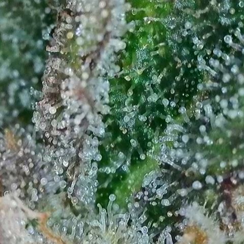 Orange Creamsicle X Hella Jelly growlog timeline photo