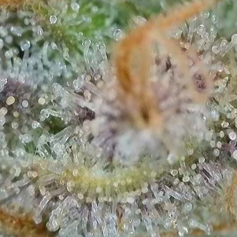 Orange Creamsicle X Hella Jelly growlog timeline photo
