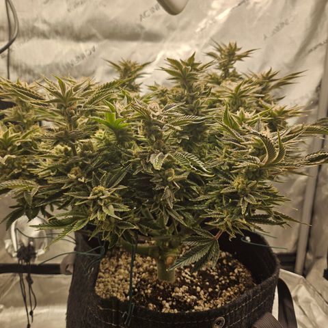 Orange Creamsicle X Hella Jelly growlog timeline photo