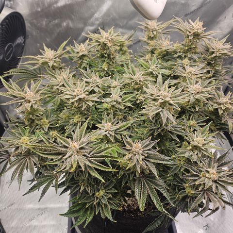 Orange Creamsicle X Hella Jelly growlog timeline photo