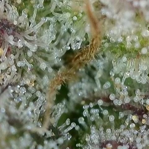 Orange Creamsicle X Hella Jelly growlog timeline photo