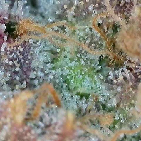 Orange Creamsicle X Hella Jelly growlog timeline photo