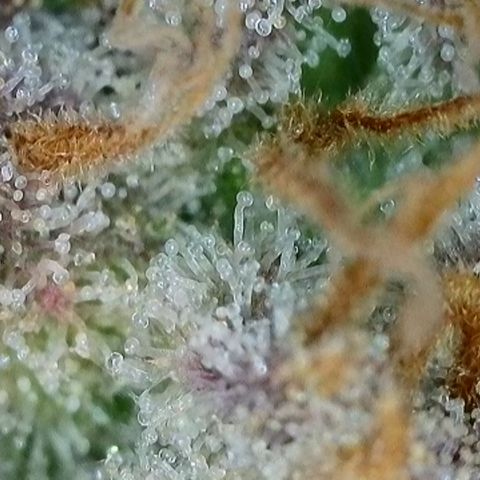 Orange Creamsicle X Hella Jelly growlog timeline photo