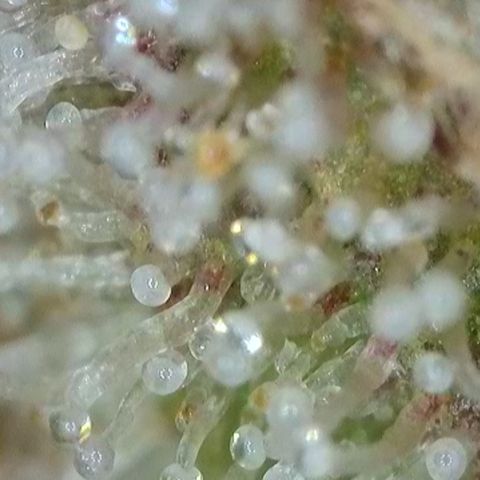Orange Creamsicle X Hella Jelly growlog timeline photo