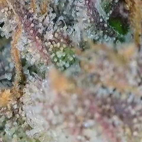 Orange Creamsicle X Hella Jelly growlog timeline photo