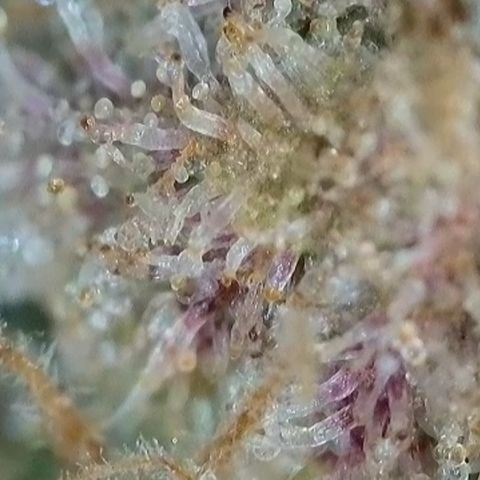 Orange Creamsicle X Hella Jelly growlog timeline photo
